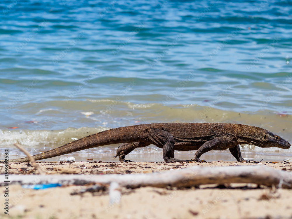 Monitor Lizard on Komodo Island, Indonesia. Monitor Lizard on Komodo Island, Indonesia.