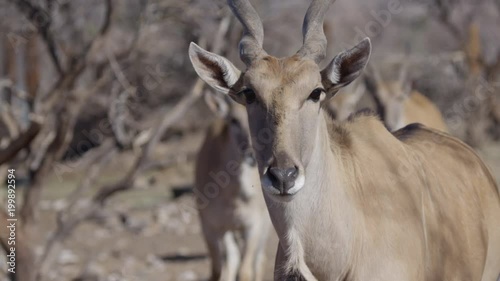 african elan walking towards camera in safari african