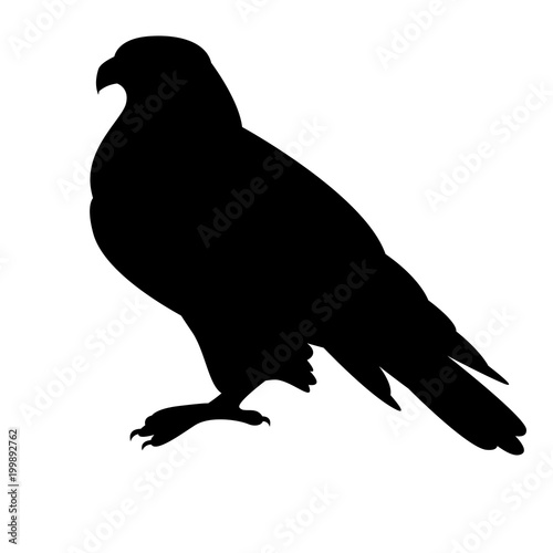 eagle bird  vector illustration  black silhouette  profile