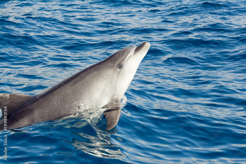 Fototapeta premium Dolphins playing in the ocean along the boat in Tenerife, Canary Islands