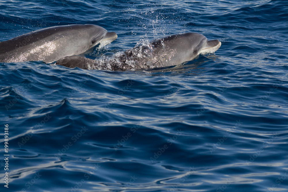 Fototapeta premium Dolphins playing in the ocean along the boat in Tenerife, Canary Islands