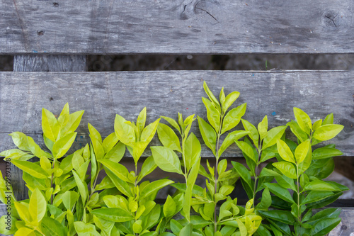 decorative border of green leaves on rustic wood