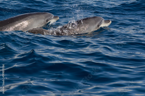 Dolphins playing in the ocean along the boat in Tenerife, Canary Islands © andrei