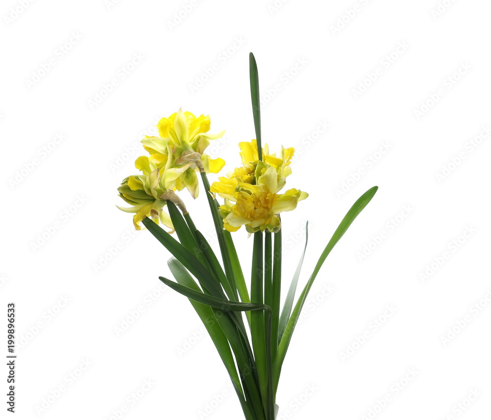 Spring field flowers blooming, isolated on white background, clipping path Spring field flowers blooming, isolated on white background, clipping path