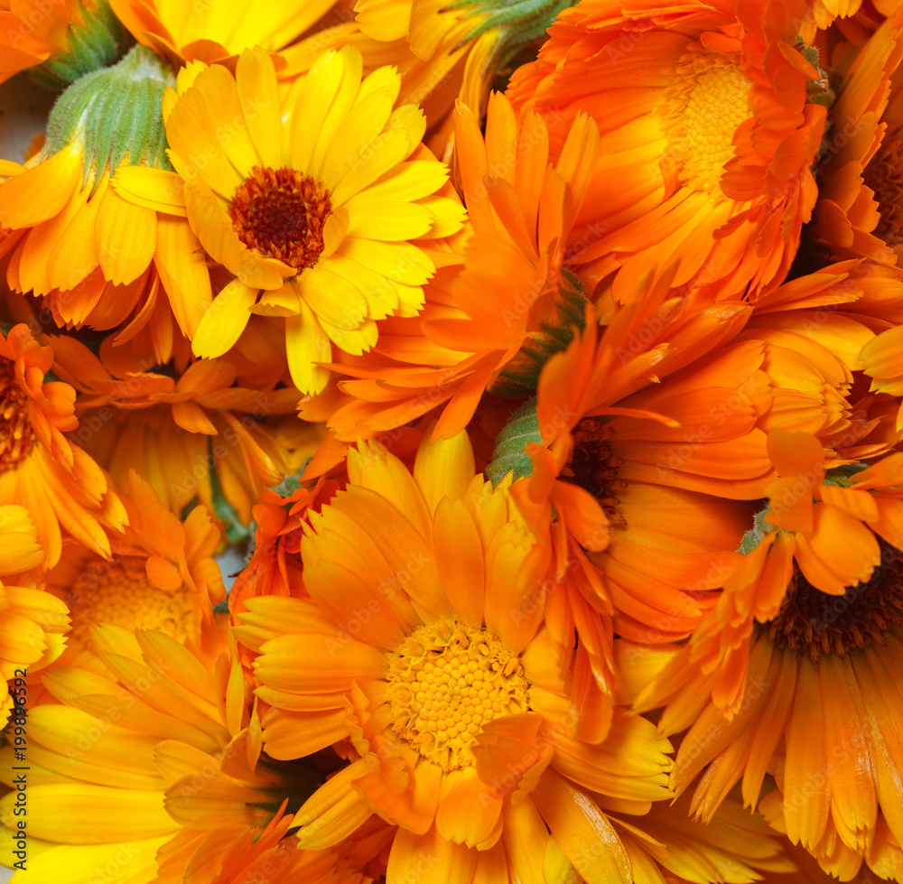 Macro of Calendula officinalis flowers Macro of Calendula officinalis flowers