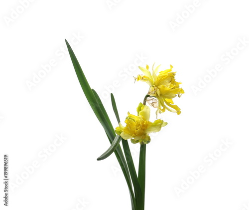 Spring field flowers blooming, isolated on white background, clipping path