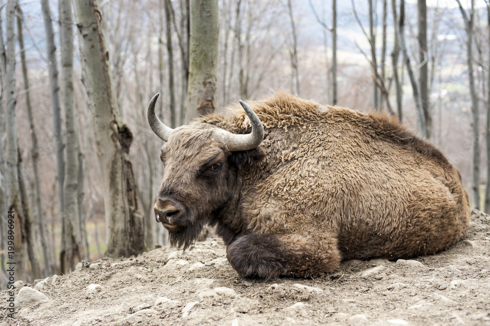 Fototapeta premium Bison in the forest