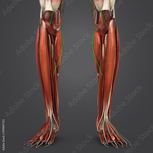 Leg Muscles with Lymph nodes