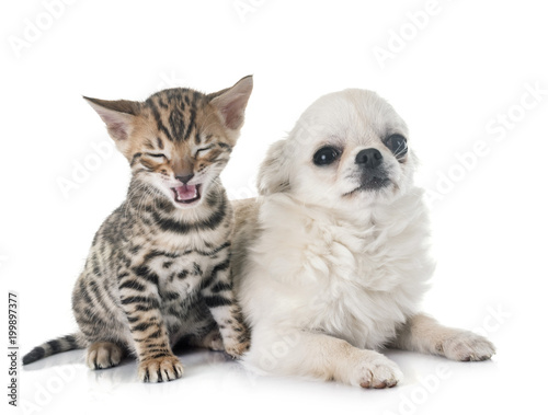 bengal kitten and puppy chihuahua © cynoclub