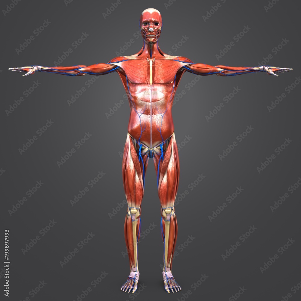 Human Muscular and Skeletal Anatomy with Veins Anterior view Human Muscular and Skeletal Anatomy with Veins Anterior view