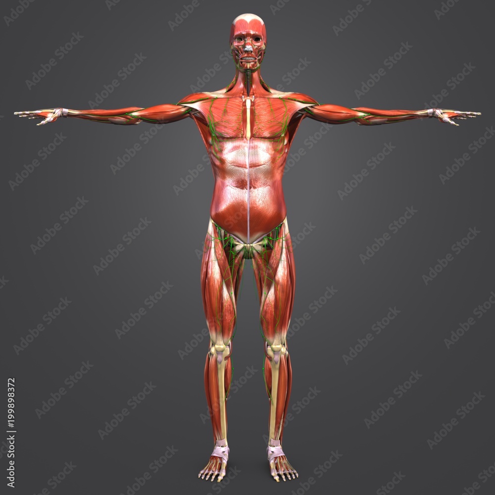 Human Muscular and Skeletal Anatomy with Lymphnodes Anterior view