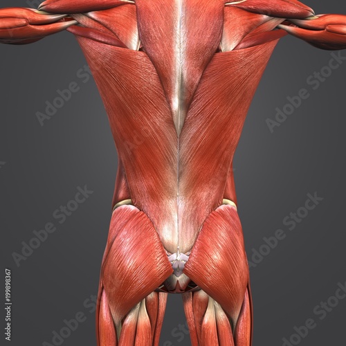 Muscles and Bones at vertebral column with Lymphnodes