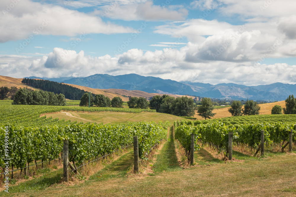 New Zealand vineyard landscape with cloudy sky