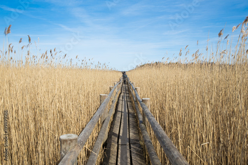 Bird watching place in lake Kanieris, Latvia. 2018 photo