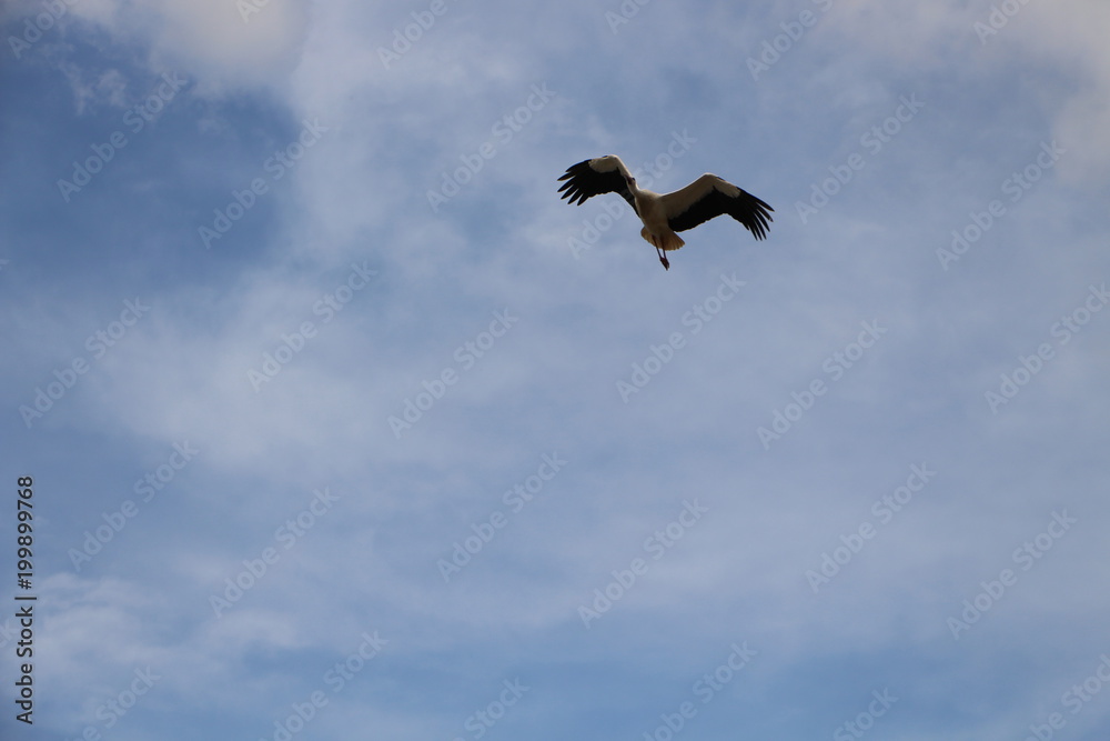 Storch im Anflug