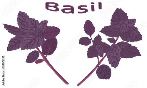 Fragrant spice purple basil. Dark opal basil close-up. Fresh red basil isolated on white background. Ocimum basilicum. Vector illustration.