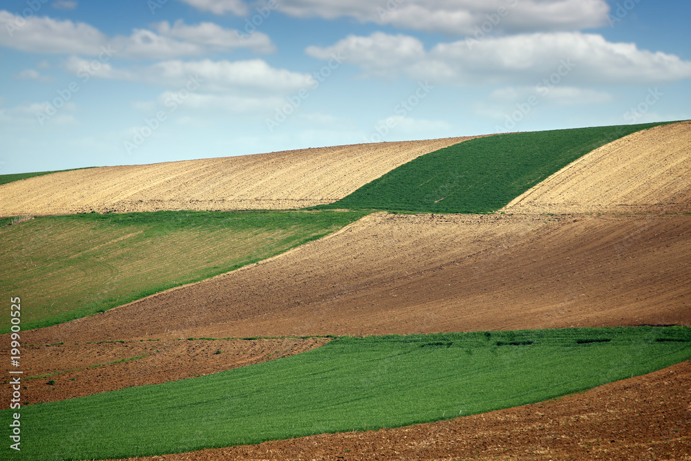 plowed and green wheat field on hill landscape