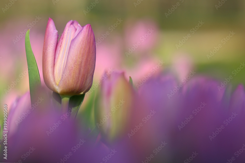 fiori di tulipano, (Tulipa)