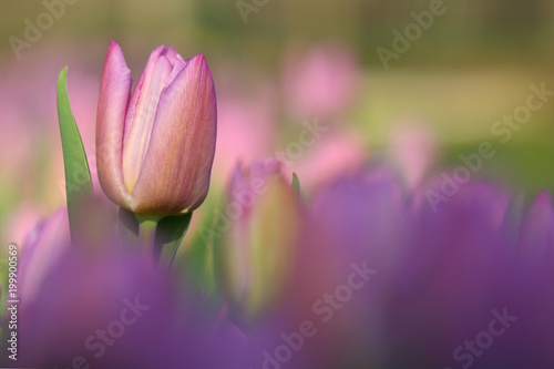 fiori di tulipano, (Tulipa)