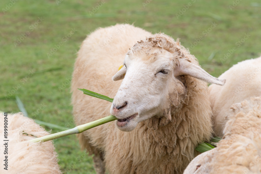 sheep eating grass leaves in sheep farm sheep eating grass leaves in sheep farm
