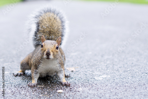 Shot of a curious squirrel starring at the camera/at you. Shot on the asphalt of a walking path of a London park.