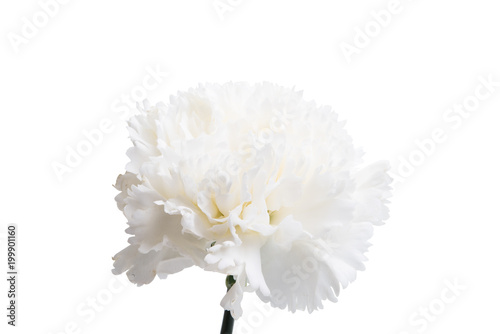 Fototapeta Naklejka Na Ścianę i Meble -  white carnation isolated