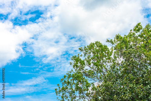 Fototapeta Naklejka Na Ścianę i Meble -  Beautiful green  tree sky background