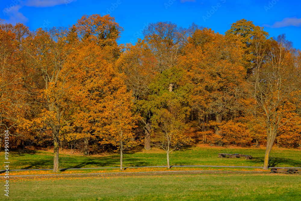 Fall landscape with fields of yellow grass and colorful leaves on the trees outside Stockholm Fall landscape with fields of yellow grass and colorful leaves on the trees outside Stockholm