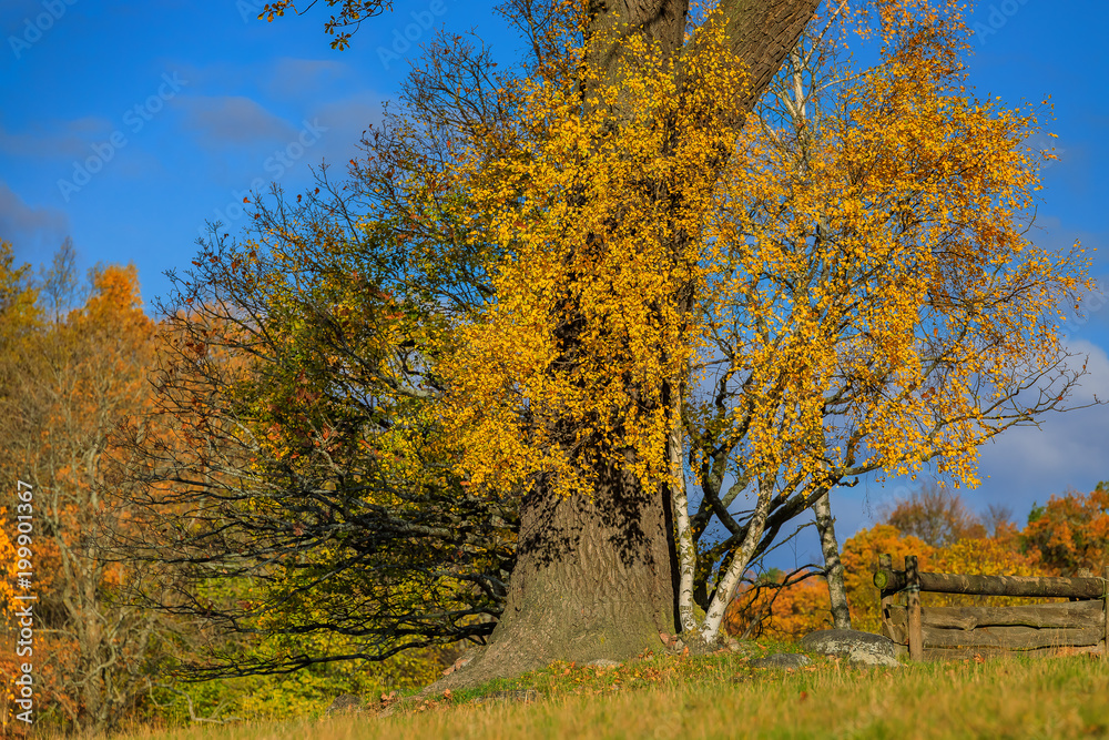 Fototapeta premium Fall landscape with fields of yellow grass and colorful leaves on the trees outside Stockholm