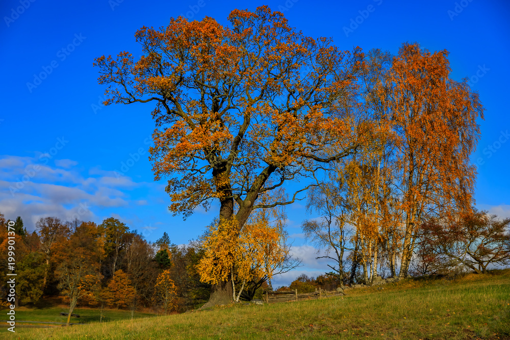 Fall landscape with fields of yellow grass and colorful leaves on the trees outside Stockholm