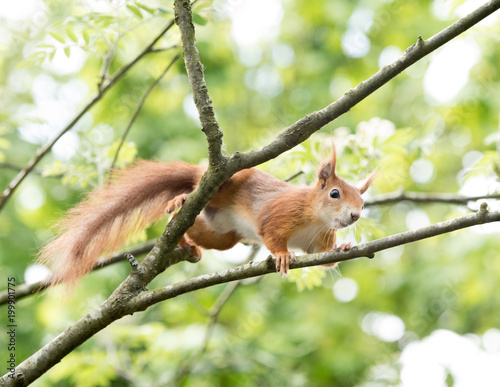 British Wildlife © Wayne