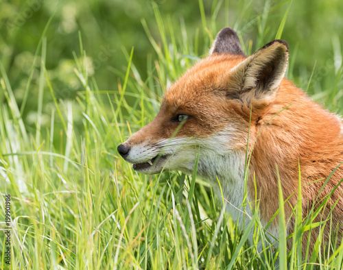 British Wildlife