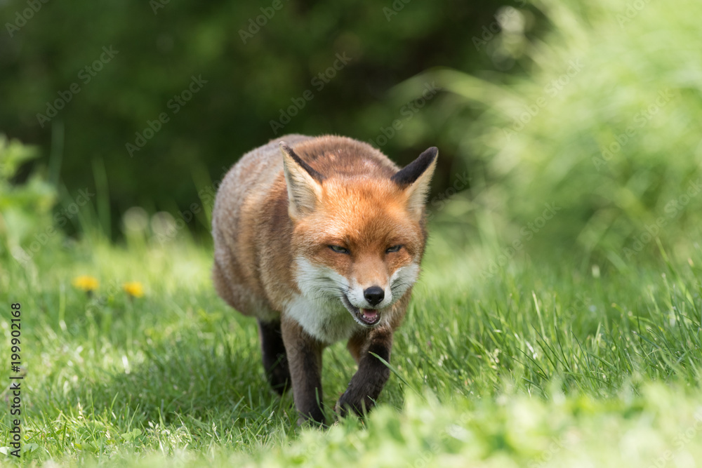 British Wildlife British Wildlife