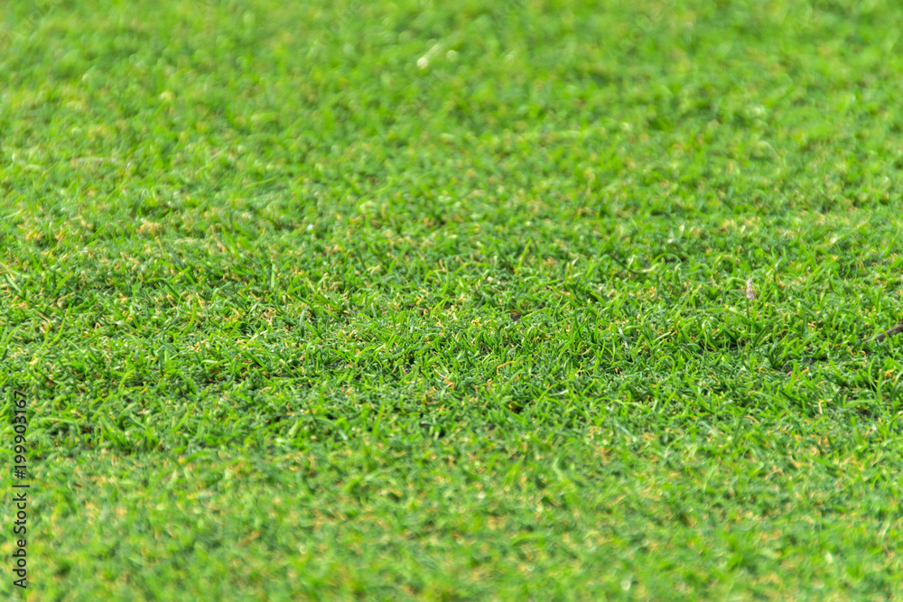 Naklejka premium Green grass field with blur park background,spring and summer concept.
