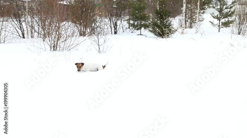 Dog searching. Jack Russell terrier seek a stick