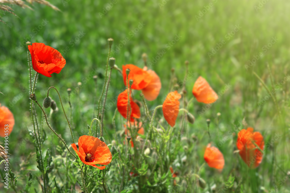 Obraz premium Poppy flowers isolated on green.