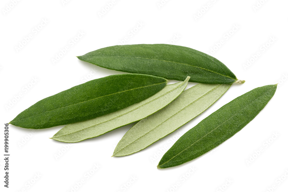 Fresh olive leaves Stock Photo Adobe Stock