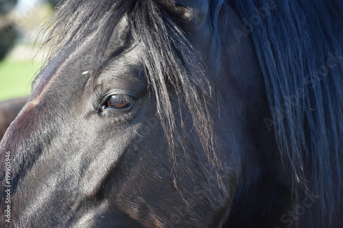 MURGESE HORSE. Italian equine breed of the Murge  Puglia  Italy   bred in the wild since the twentieth century in the old farms. Its origins date back to the era of Spanish domination. Close up