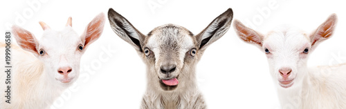 Three funny goat, closeup, isolated on a white background