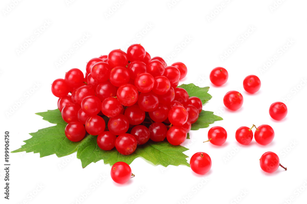 Red berries of Viburnum (arrow wood) with green leaf isolated on white background Red berries of Viburnum (arrow wood) with green leaf isolated on white background