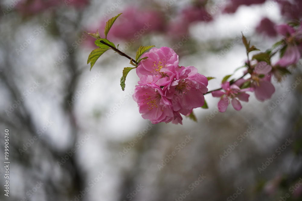 beautiful colorful spring season flower