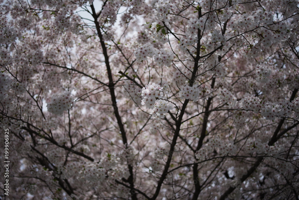 Beautiful korean wild flowers Beautiful korean wild flowers