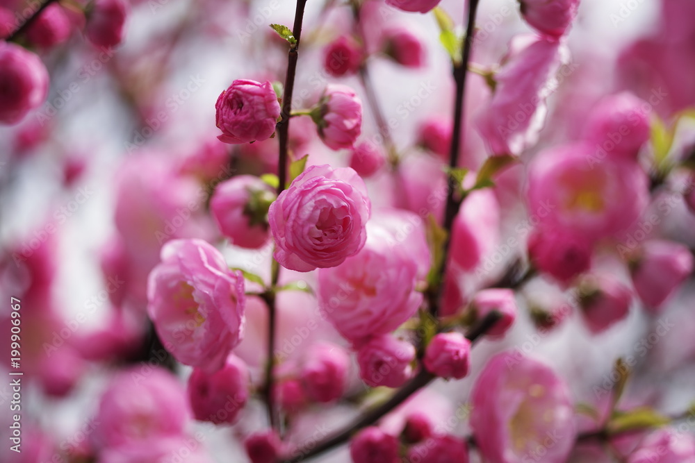 beautiful colorful spring season flower beautiful colorful spring season flower