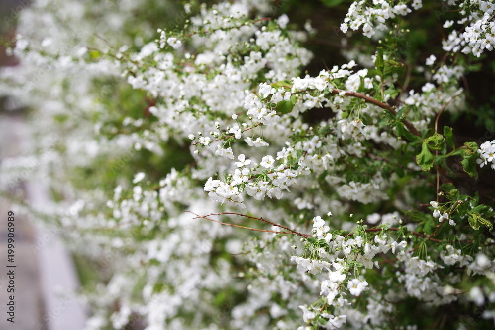 beautiful white spring flower