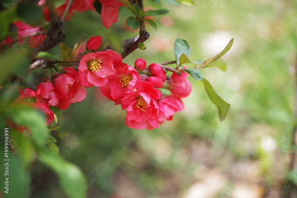 beautiful red spring season flower beautiful red spring season flower