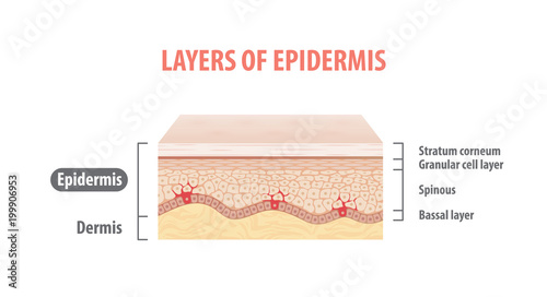 Layers of epidermis illustration vector on white background. Medical concept.