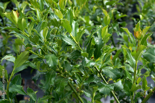 Ilex x meserveae Golden Girl Mesgolg