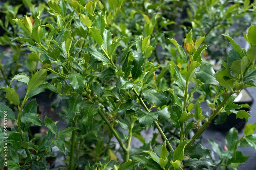 Ilex x meserveae Golden Girl Mesgolg Ilex x meserveae Golden Girl Mesgolg