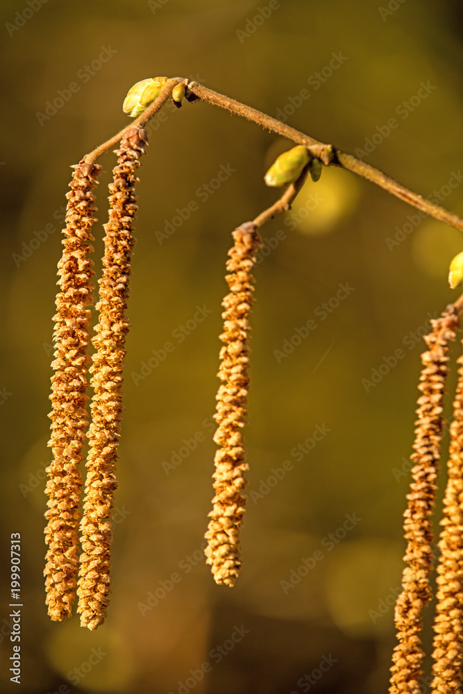 Naklejka premium Hazelnut blossom in Germany in springtime