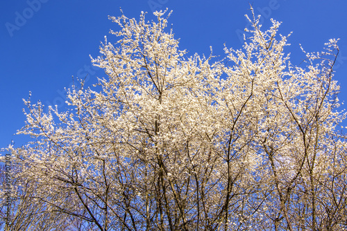 Wild cherry blossom in Germany in spring